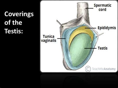 Anatomy of the scrotum