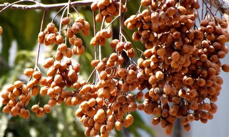 Chinaberry facts and health benefits