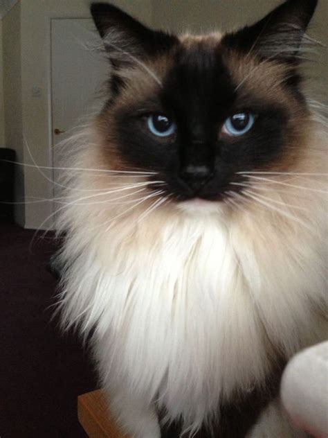 ragdoll cats | Rag Doll Cats Male pedigree ragdoll cat blue chinese ragdoll cat $800 piece 15 ...