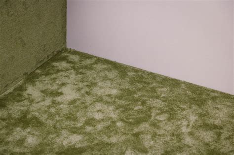 Mesa, AZ - Inspect Your Carpet for Mold Growth | Home Restoration News