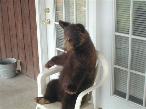 30 animals sitting like humans (30 pics) | Amazing Creatures