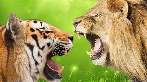 Tiger Vs Lion Wallpaper