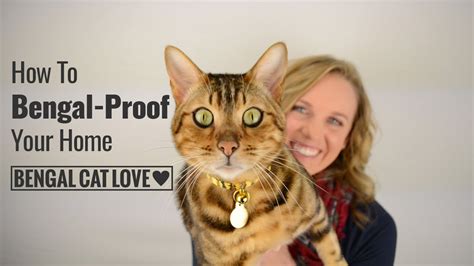 Bengal Cat Personality - How to Bengal Proof Your Home - YouTube