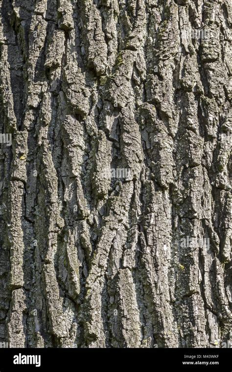 Juglans nigra, östlichen Nußbaum (Rinde Stockfotografie - Alamy