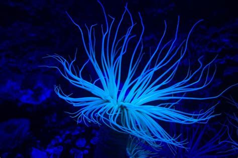 Premium Photo | Sea anemone on a tropical coral reef