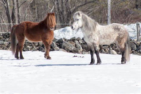 Chestnut And Dapple Grey Winter Coats | Two horses in a fiel… | Flickr