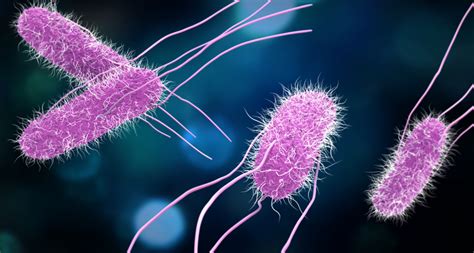 Explainer: Prokaryotes and Eukaryotes | Science News for Students