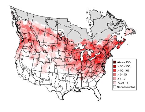 Cedar Waxwing : Minnesota Breeding Bird Atlas