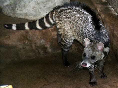 Large Indian civet - Alchetron, The Free Social Encyclopedia