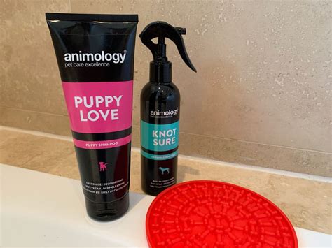 How to groom a Cavapoo - Our Cavapoo