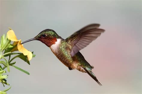 Hummingbird Feeding - Hummingbird Facts and Information