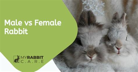 Male Vs Female Rabbit as Pets: Which One You Should Get?