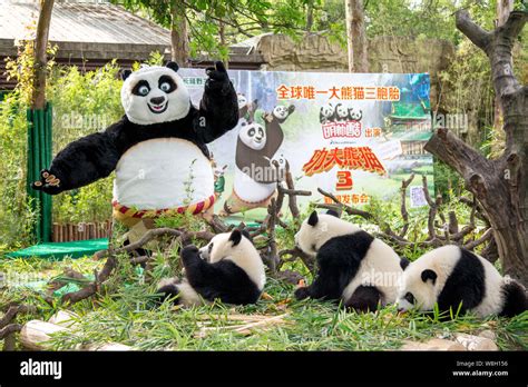 The panda triplets Meng Meng, Shuai Shuai and Ku Ku eat food next to an ...