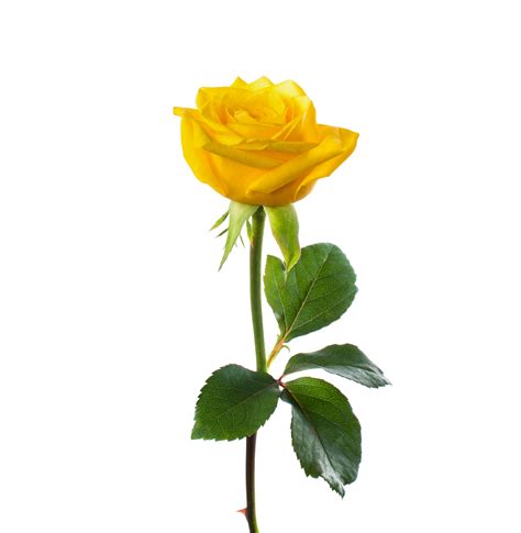 single beautiful yellow rose – Nizninski Hypnotherapy