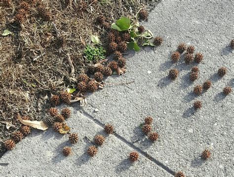 plants - What kind of tree produces these seed pods looking like spiky ...