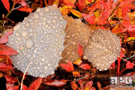 Fallen autumn poplar leaves with raindrops and blueberry shrubs, Stock ...