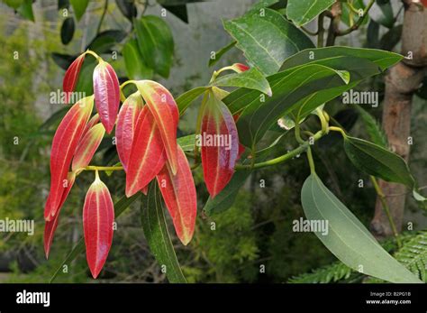 Cassia Bark, Chinese Cinnamon (Cinnamomum aromaticum) twig with red ...