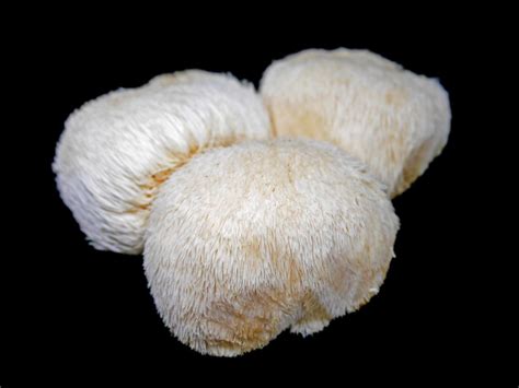 Lions Mane Mushroom Medicinal Properties - MedicineWalls