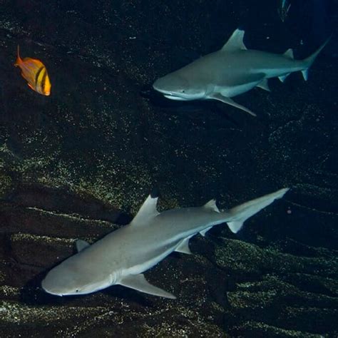 Blacktip Reef Shark - Georgia Aquarium