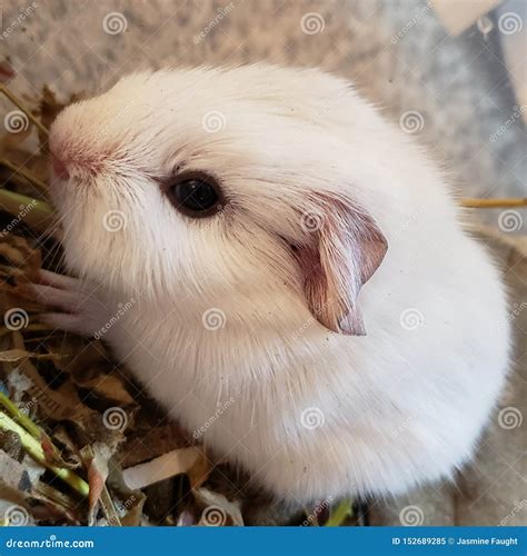 White Baby Guinea Pig stock image. Image of american - 152689285