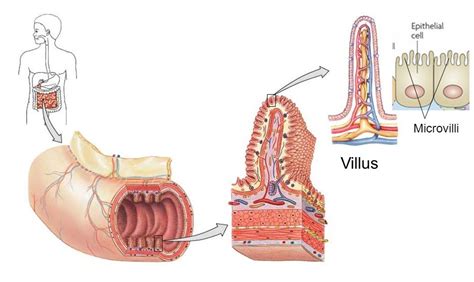 What would be the result if there were no villi in the intestinal tract ...