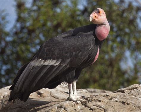 10 of North America's Most Endangered Birds