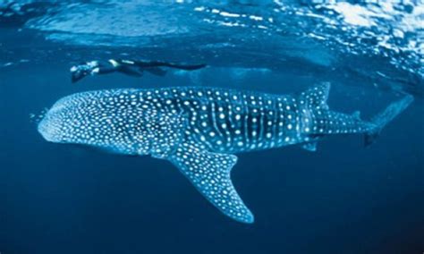 Whale Sharks: 104 New Individuals Spotted In Sorsogon