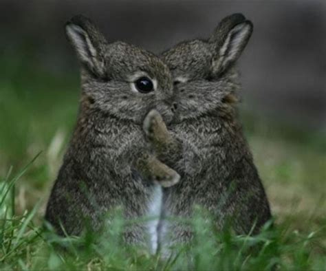 Hugging Bunnies Blank Template - Imgflip