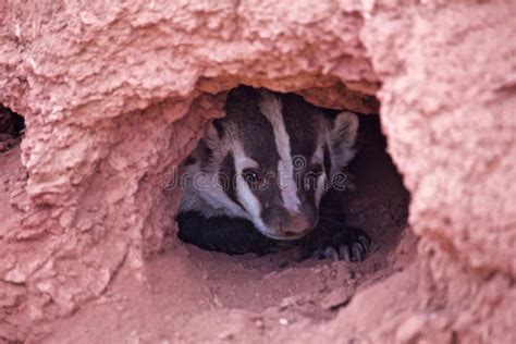 A Badger Looks Out of Burrow Stock Photo - Image of omnivore, stripes: 126622528