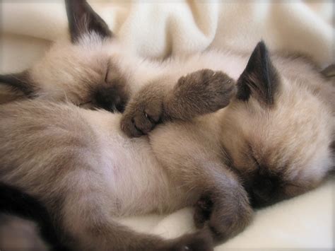 Sleeping Siamese kittens photo and wallpaper. Beautiful Sleeping ...