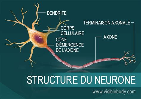 Structure D Un Neurone | Hot Sex Picture