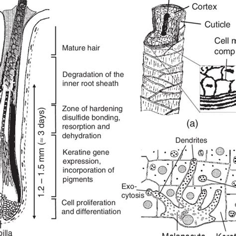 a) Structure and constituents of the human hair shaft. b) Formation of ...