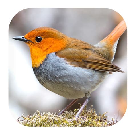 Robin Bird Sounds - Apps on Google Play