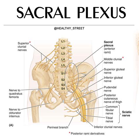 PPT SACRAL PLEXUS FEMORAL & SCIATIC NERVES PowerPoint, 46% OFF