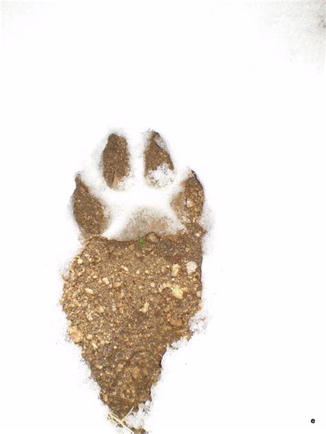 Coyote Paw Print in the Snow | Distracting Oddities