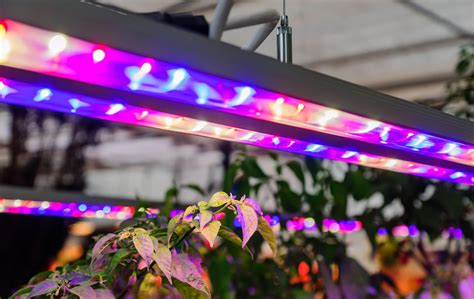 The 10 Best Light For Vegetative Growth - Green Acres Gardening