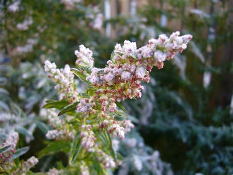 Frosty Garden Free Photo Download | FreeImages