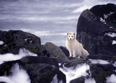 File:White arctic fox animal.jpg - Wikimedia Commons