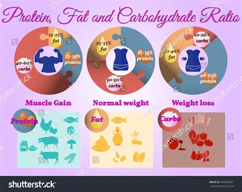 Vector Infographic Protein Fat Carbs Ratio 스톡 벡터(로열티 프리) 495662407 ...