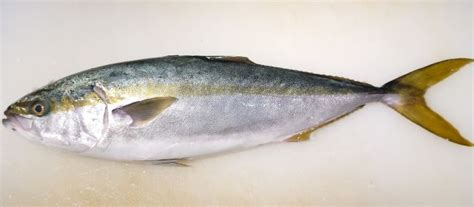 Young Japanese amberjack (Inada) | Basic Sushi Knowledge - Sushi University