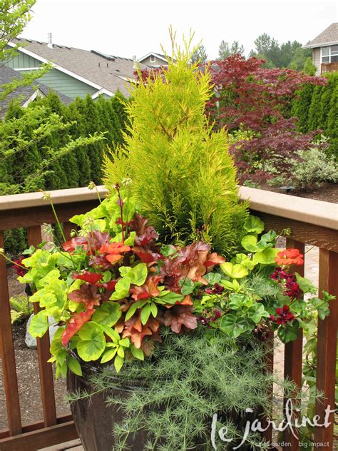 Great Conifers for Fall Containers