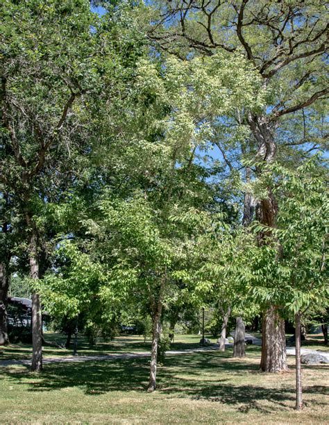 Manitoba maple – Trees of Vancouver