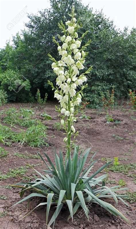 Yucca filamentosa 1 GALLON POT