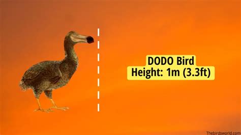 Dodo Bird Size: How Big Were They Compared To Others?