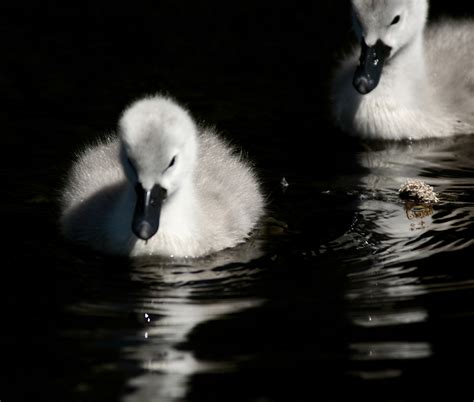 Wallpaper : baby, Swans, iphotooriginal 2175x1850 - - 952737 - HD ...