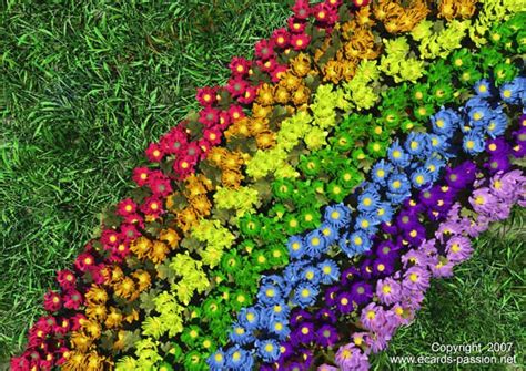 Rainbow garden, Rainbow flowers, Planting a rainbow