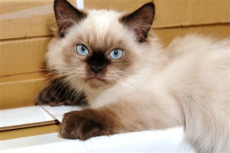 Himalayan Cat Breed: Profile, Personality, Facts