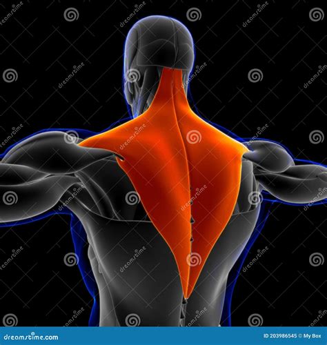 Trapezius Muscle Anatomy for Medical Concept 3D Illustration Stock ...