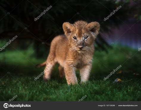 African Lion cub, South Africa — Stock Photo © Brusnikaphoto #167136396