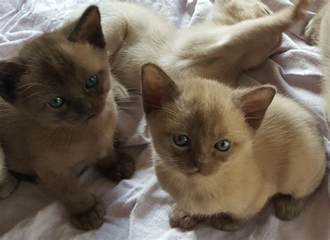 burmese kittens for adoption